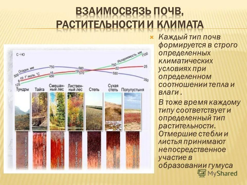 Подтипы почв России. Растительность почв России. Типы почв. Типы и подтипы почв.