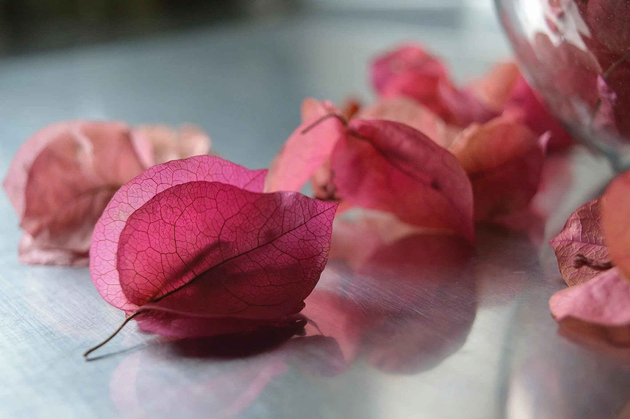 Почему лепестки роз. Лепестки роз. Лепесток цветка. Розовые лепестки. Красивые лепестки.