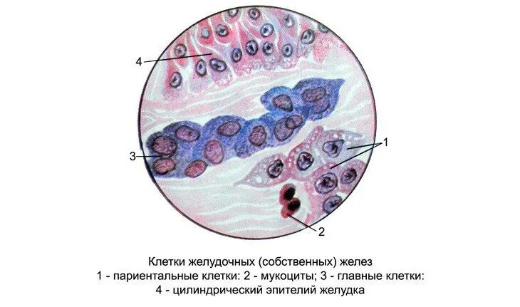 Эпителий клетки цилиндрического эпителия слизь