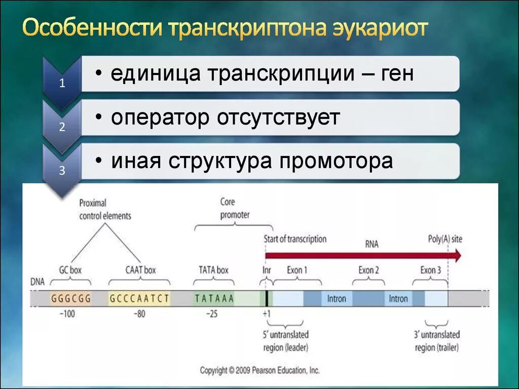 Функциональные гены транскриптона. Строение оперона эукариот. Схема строения оперона у прокариот и эукариот. Структура Гена эукариот.