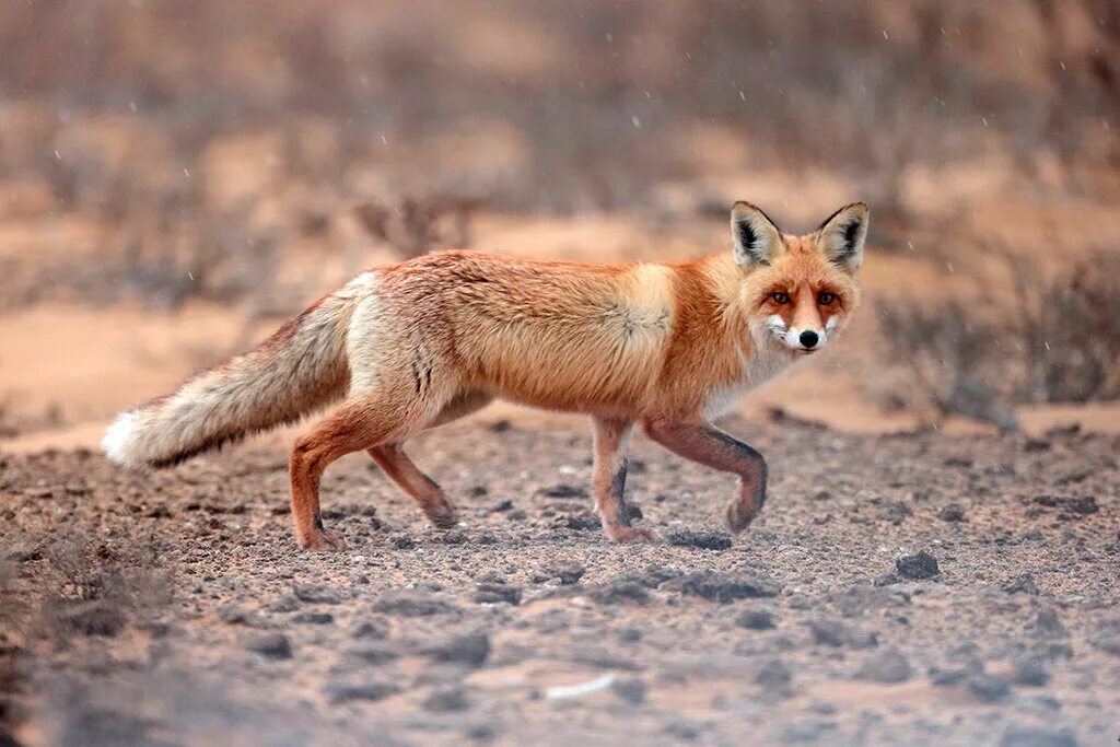 лисица обыкновенная степная. лисица обыкновенная степная. степная лиса корсак. степная лиса крыма. американский корсак vulpes velox.