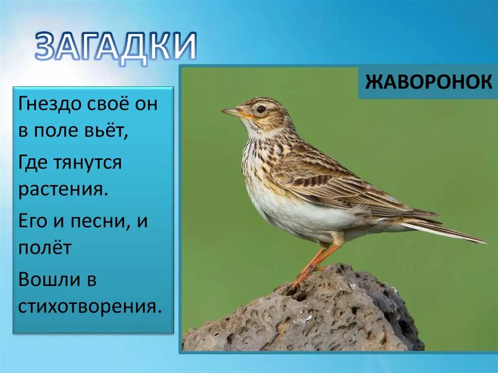 Загадка про жаворонка. В. А. Жуковский " Жаворонок" Жаворонок. Стихотворение Жаворонок. Жаворонок в поэзии. Жаворонок рисунок.