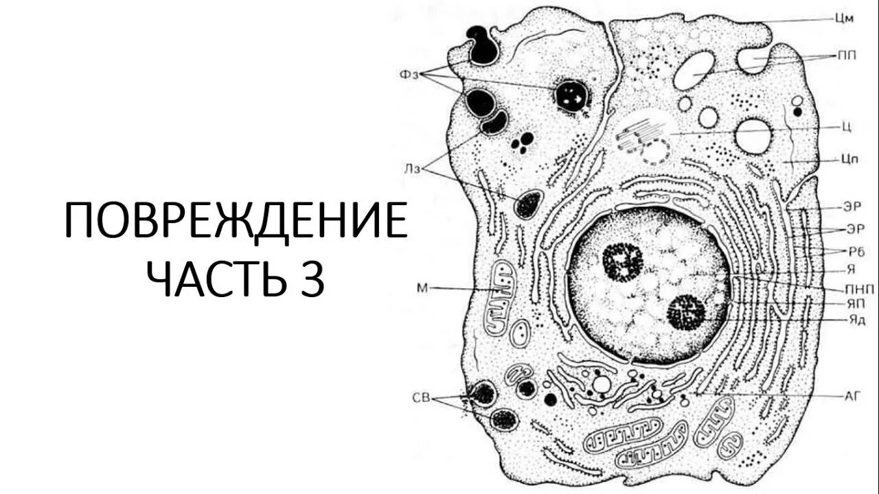 Зачем тренеру знать строение клетки. Схема ультрамикроскопического строения клетки. анатомия строение клетки схемы. схема ультраструктурной организации клетки. патология клетки патанатомия.