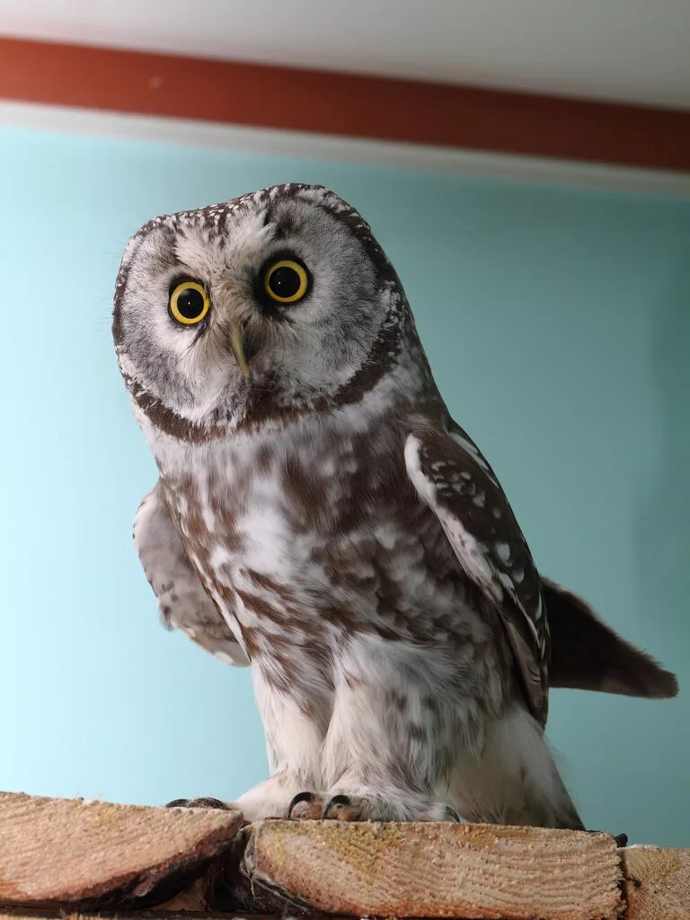 маленькая сова сплюшка. сова сплюшка сычик. домовой сыч. сова карликовый сыч. продам сыча.