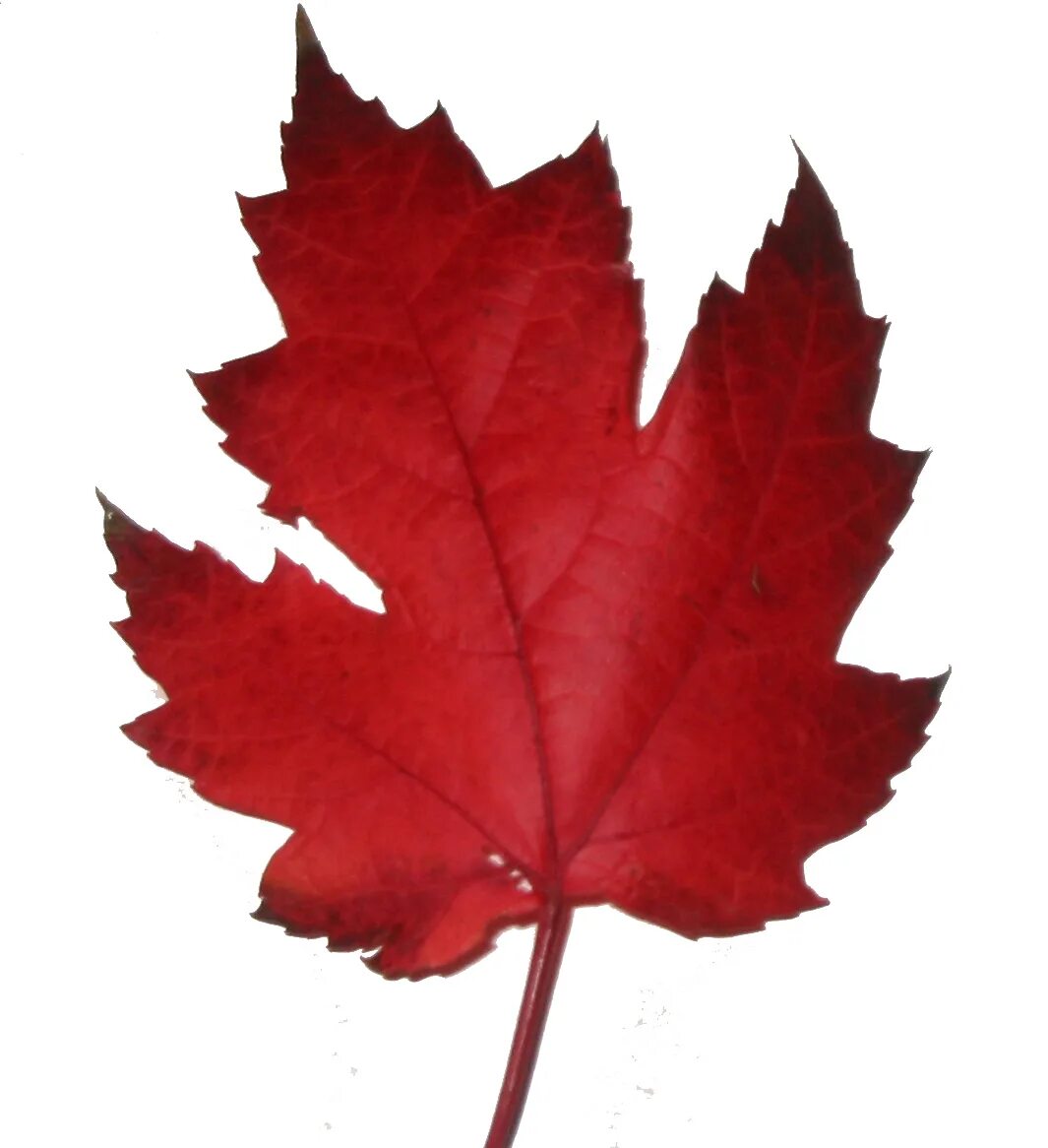 Листья клена 7. Maple кленовый лист. Красивые листочки. Листья Кленов. Листочки настоящие.