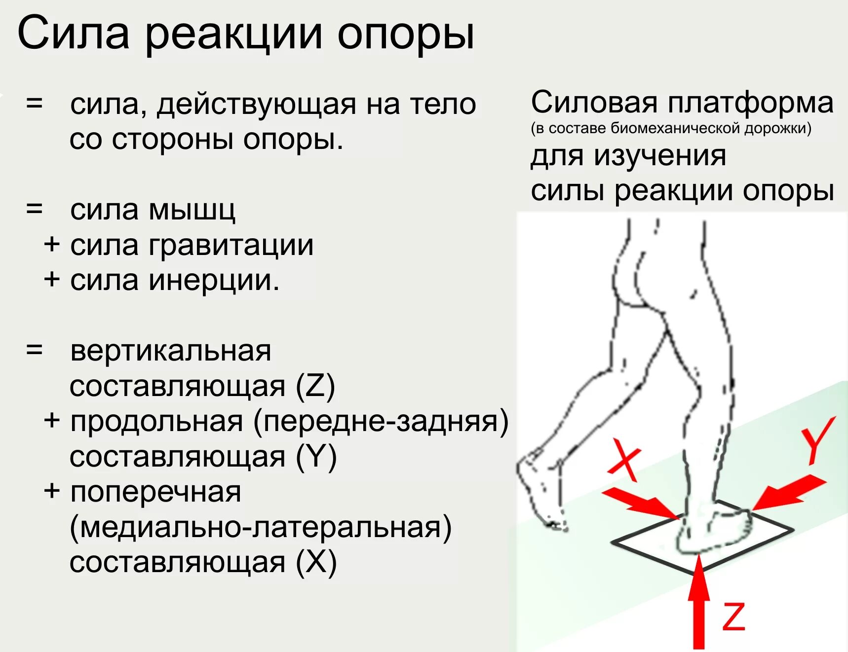 Сила реакции опоры биомеханика. Сила реакции опоры действующая на тело. Сила реакции опоры стопы. Биомеханика ходьбы.