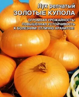 Лук золотые купола описание сорта отзывы