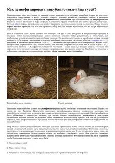 Срок годности гусиных яиц