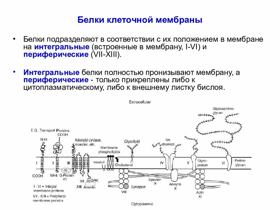 Периферические белки мембраны выполняют функции. Интегральный белок функции. белки формирующие структуру мембраны. функция интегральных белков мембраны. интегральные мембранные белки взаимодействуют с:.