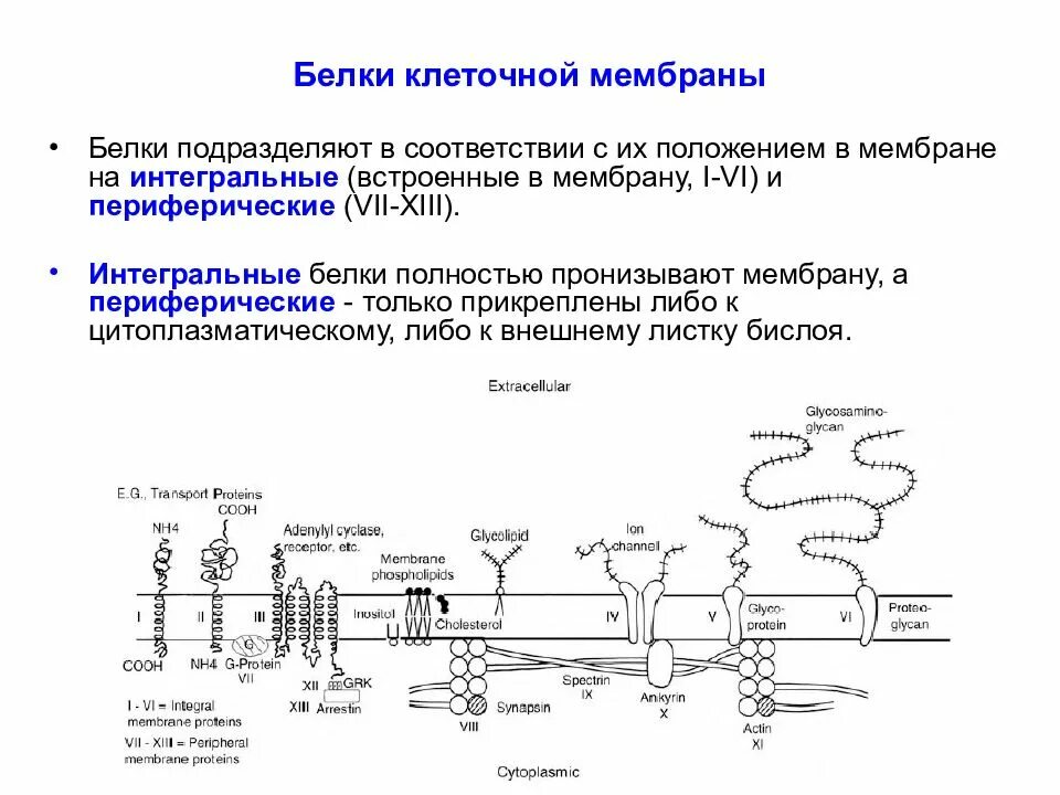 Интегральные белки какие. Белки формирующие структуру мембраны. Периферические мембранные белки функции. Интегральный белок клеточной мембраны функции. Функция периферических мембранных белков.