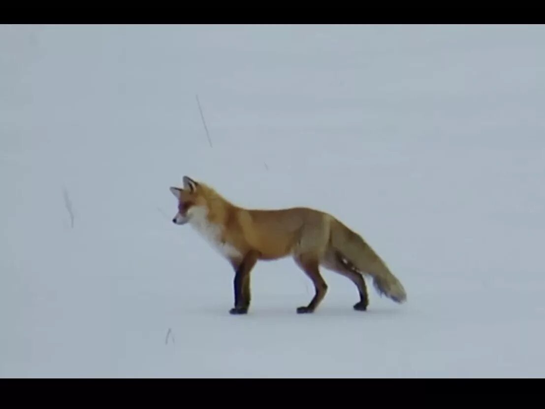 Охота лисы на мышей зимой. Охота на лисицу песня. Караоке охота на лисицу. Охота на лис текст