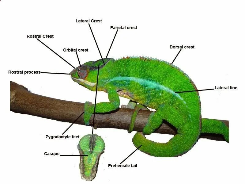 Хамелеон схема. Строение хамелеона. Строение конечностей хамелеона. Анатомия игуаны строение. Внешнее строение хамелеона.