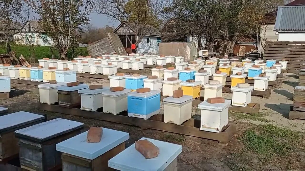 Пасека скупновых. Пасека скупновых контакты. ярославское пчеловодство.