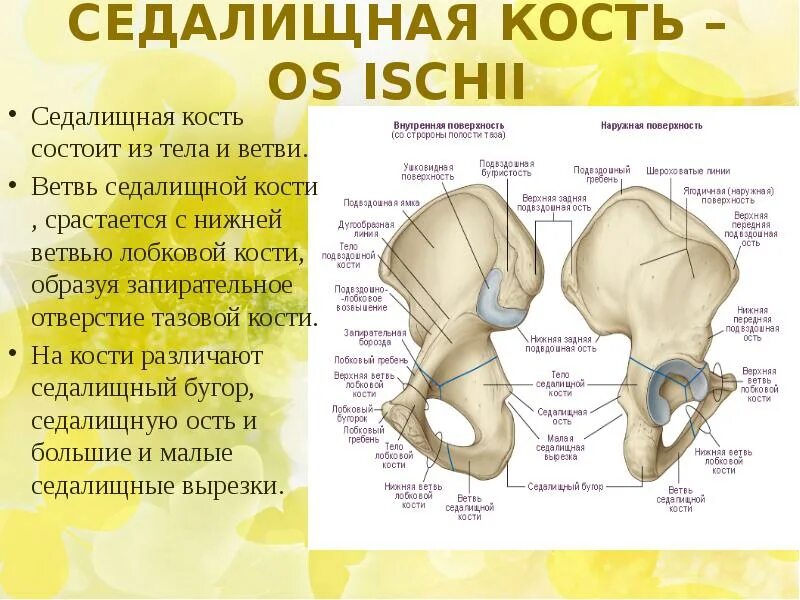 Подвздошная кость седалищная. Подвздошная кость анатомия человека. Запирательное отверстие таза анатомия. Таз анатомия седалищная кость. Запирательное отверстие седалищной кости.