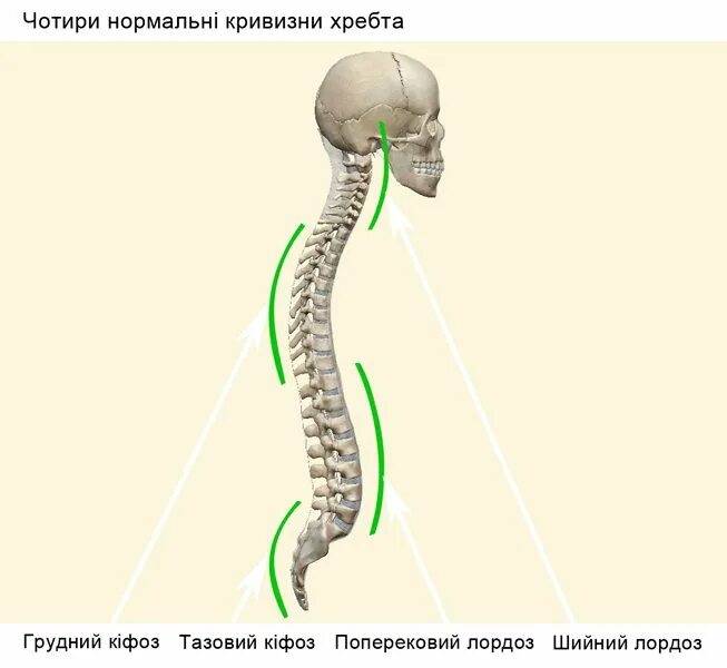 Четыре изгиба позвоночника