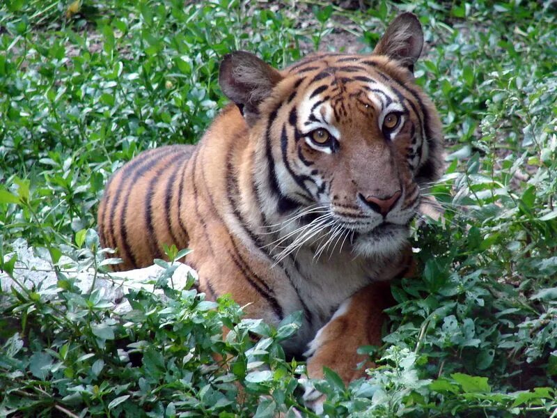 Малайский тигр (panthera tigris jacksoni). Индокитайский тигр. Tiger китай. Индокитайский тигр. Южно-китайский тигр.