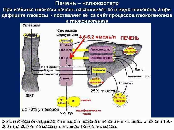 Глюкоза гликоген печень. Переизбыток гликогена в печени. Превращает гликоген в глюкозу. Механизмы обеспечения гомеостаза Глюкозы в организме. Глюкоза для печени