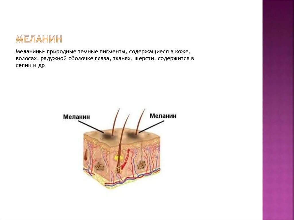 Пигмент кожи меланин находится. Меланин. Меланин кожа человека. Выработка меланина в коже.