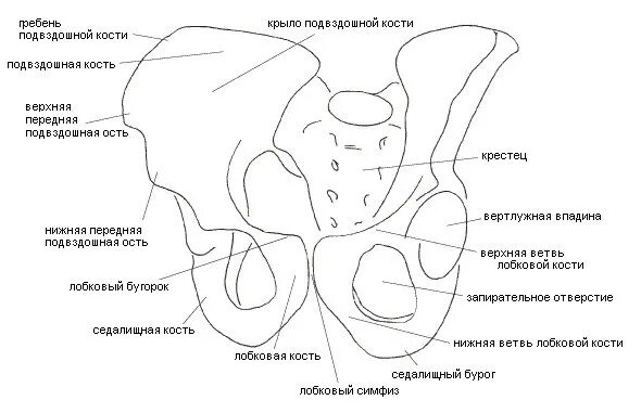 Строение таза анатомия рисунок. Схема костей таза. Подвздошная кость анатомия строение. Таз схема анатомия.
