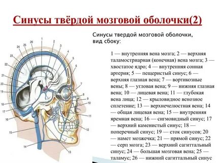 Отсутствие стока синусов