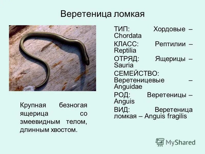 Веретеница ломкая описание. Ломкая веретеница строение. Веретеница отряд. Безногие земноводные строение.