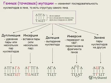 Случайное изменение генотипа это
