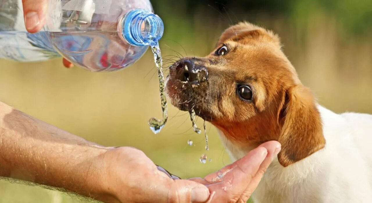 Просто дай воды. Животные пьющие воду. Собака в воде. Животное пьет воду. Щенок пьет из бутылочки.