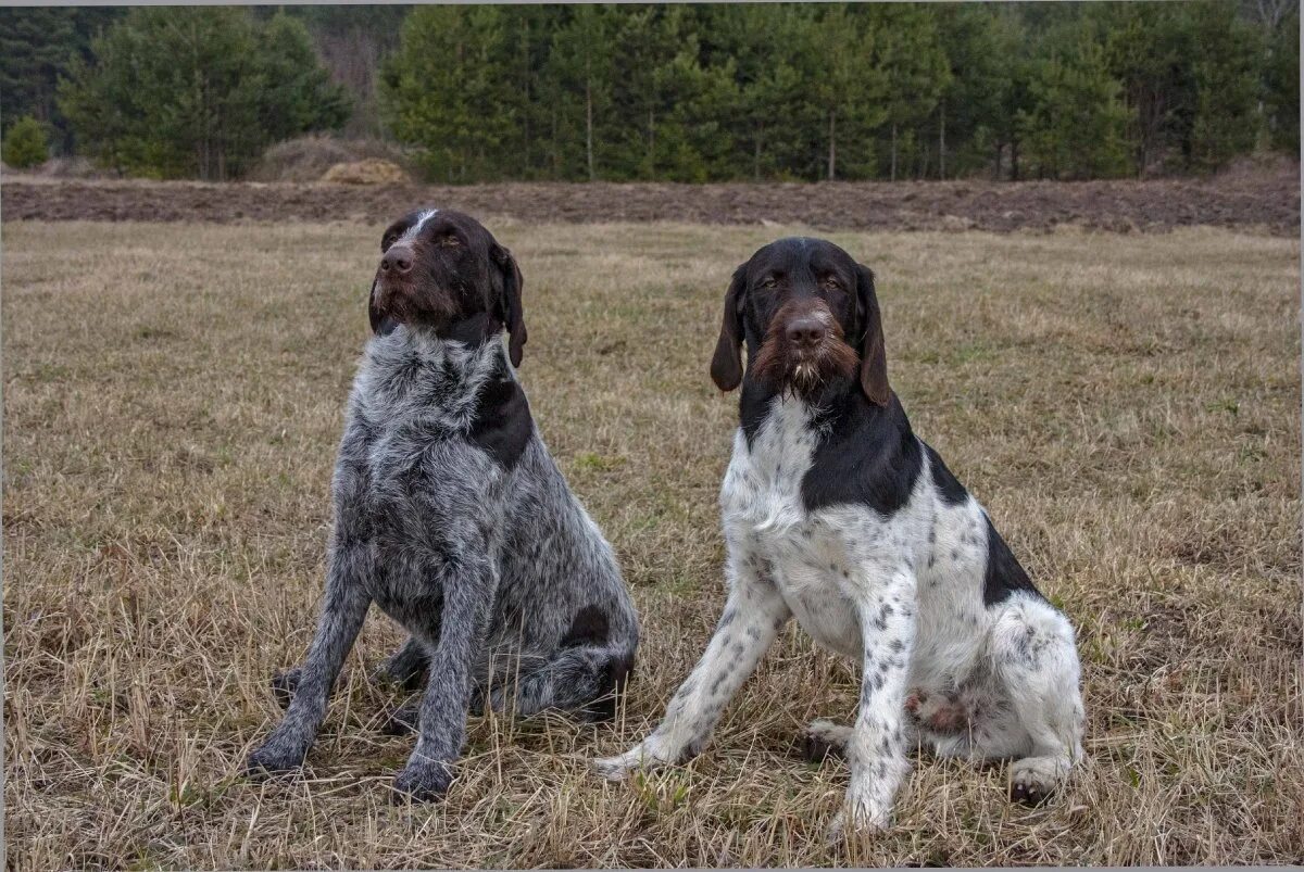 Метис курцхаара. Курцхаар порода. Дратхаар собака или курцхаар. Курцхаар и дратхаар отличия. Курцхаар и дратхаар.