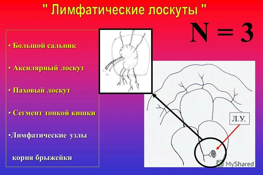 Сегмент кишка. Сегмент кишка