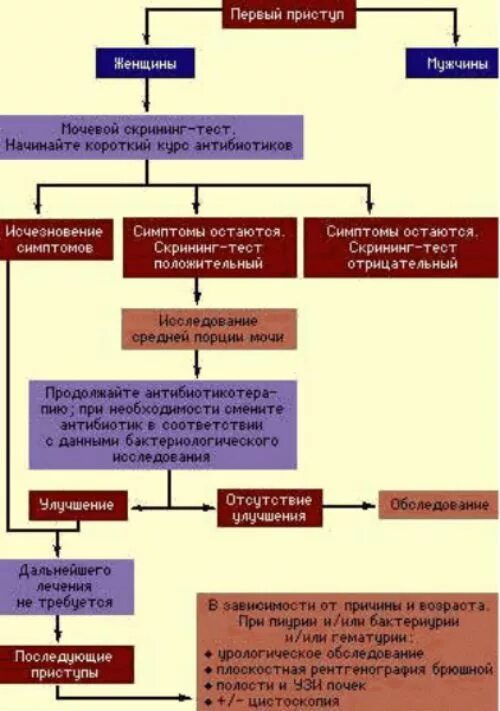 Цистит с кровью что делать. Цистит патогенез. Острый цистит патогенез. Схема лечения мочевого пузыря. Схема лечения при остром цистите у женщин.