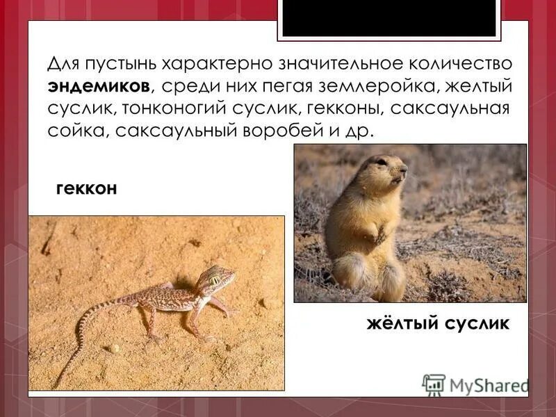 для типа пустынь характерно. зона полупустынь в россии климат. для типа пустынь характерно. климат зоны полупустыни и пустыни россии. эоловые процессы формы рельефа.