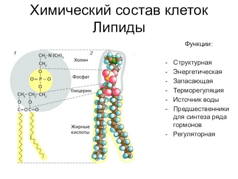 Строения липидов человека. Строение липидов. Химический состав клетки липиды. Химическая структура липидов. Схема строения липидов.