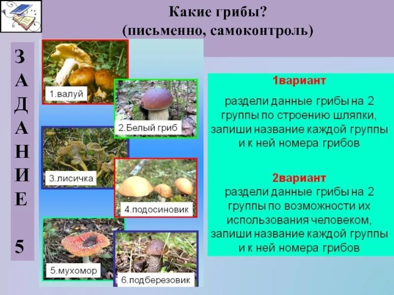 Царство грибы 5 класс биология. Царство грибов 5 класс биология. Царство грибы презентация. Биология 5 кл что такое грибы. Характеристика грибов 7 класс биология