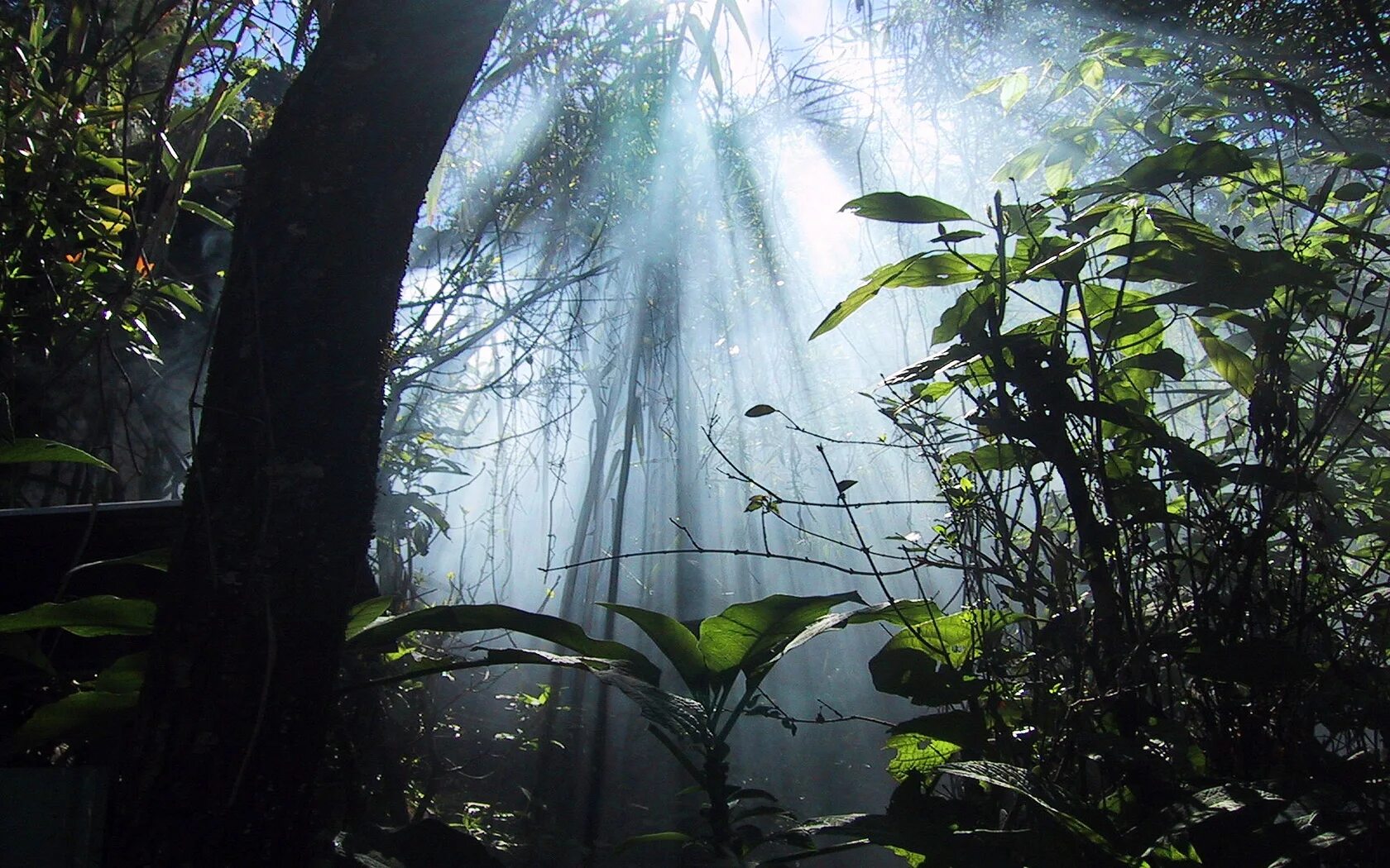 Jungle dreams