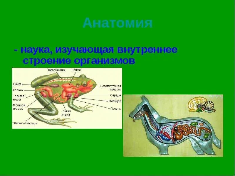 Строение и форму органов изучает. Строение животных. строение животного организма. изучение анатомии животных. анатомия это наука.