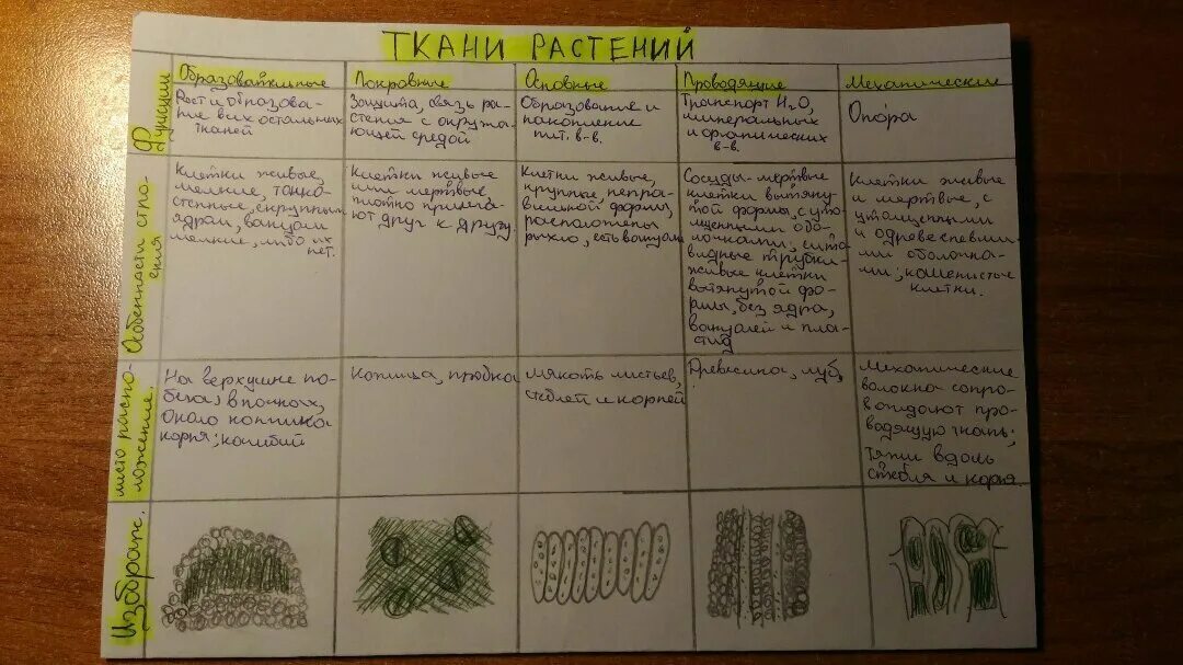 Параграф 17 растительные сообщества. Ткани растений 5 класс биология таблица. Ткани растений и животных 6 класс биология таблица. Биология 6 класс учебник таблица ткани растений. Растительные ткани таблица 5 класс биология.