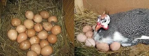 Сколько сидят на яйцах цесарки дней