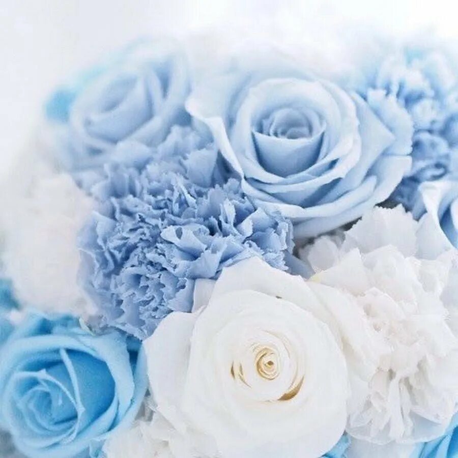 Голубые розы сантори. Серо голубые цветы. Нежно голубые розы. Нежно голубой. Нежно голубые розы.
