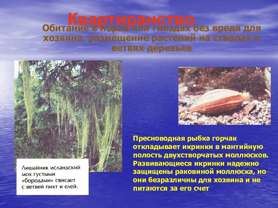 Рыба горчак и моллюск взаимоотношения