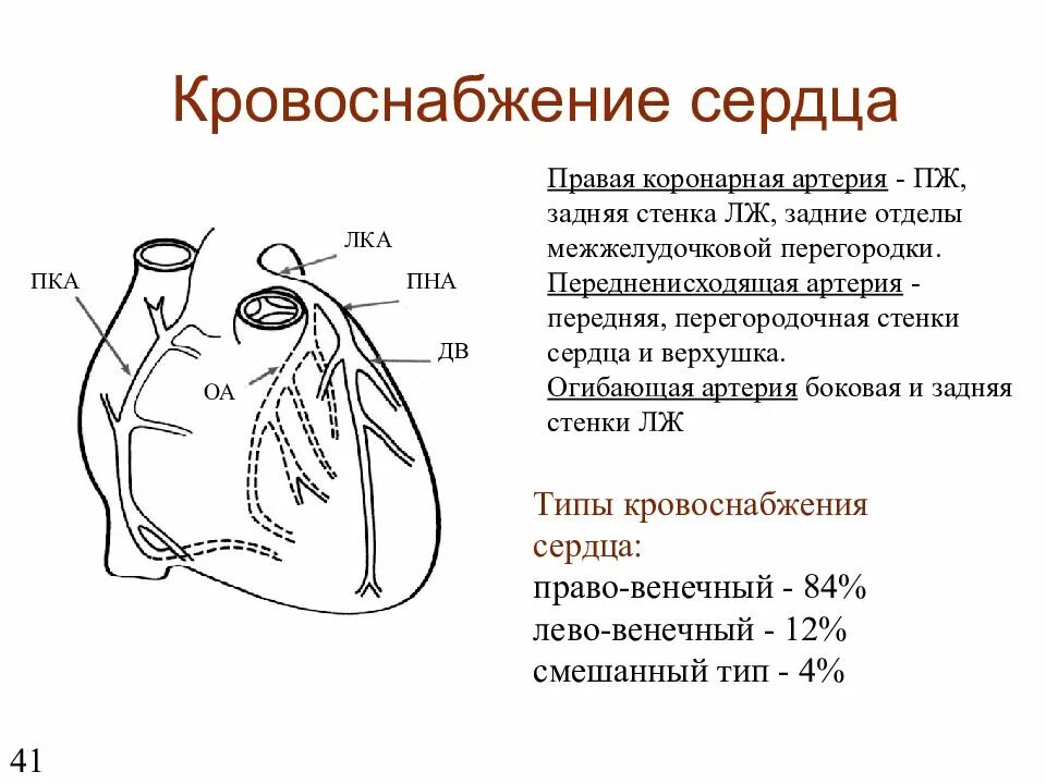 Коронарные артерии кровоснабжают. Коронарные артерии схема. Схема левой коронарной артерии. Правая коронарная артерия схема. Кровоснабжение сердца коронарные артерии стенки.