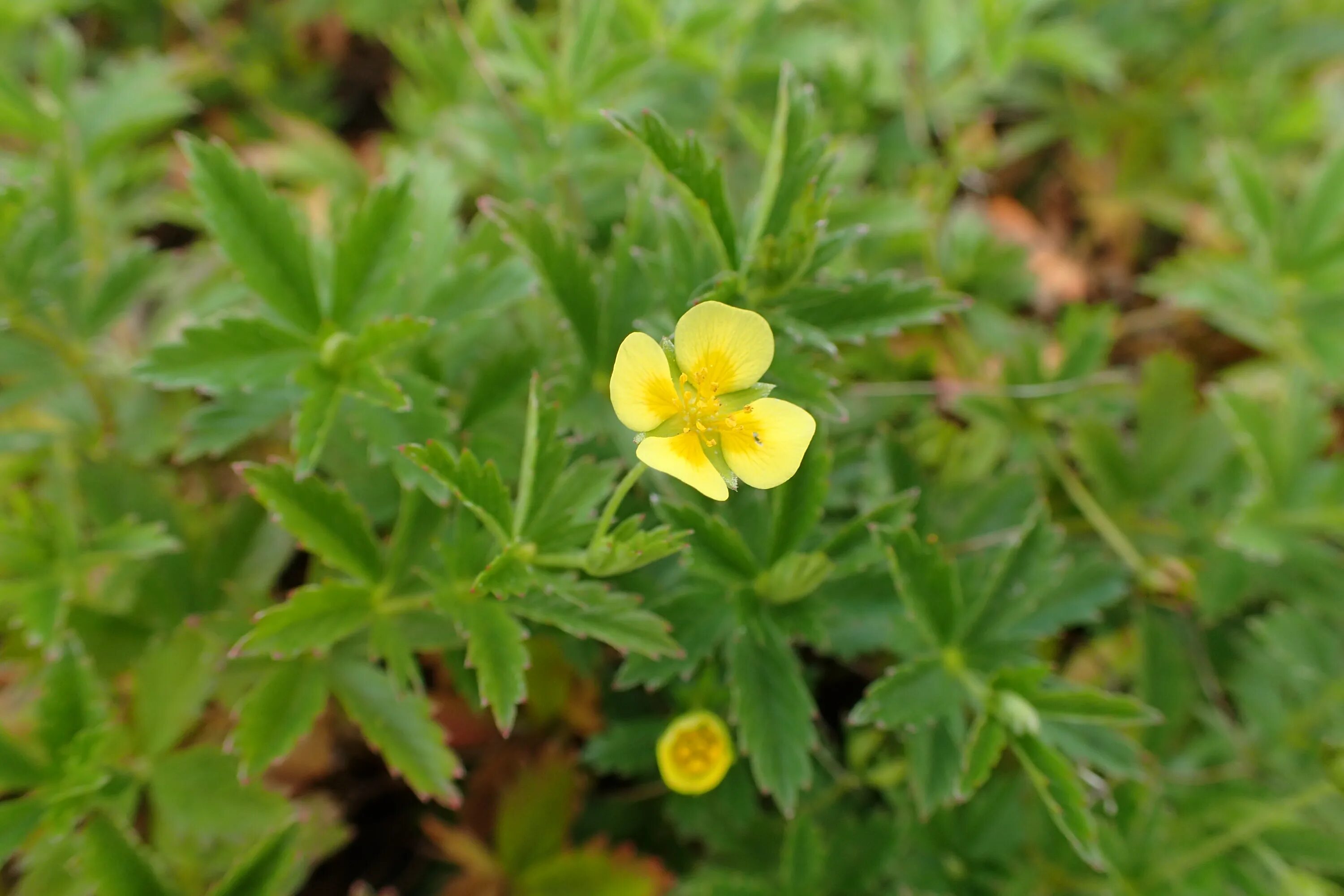 Как выглядит лапчатка. Лапчатка прямостоячая калган. potentilla erecta. лапчатка лесная. лапчатка прямостоячая опушение.