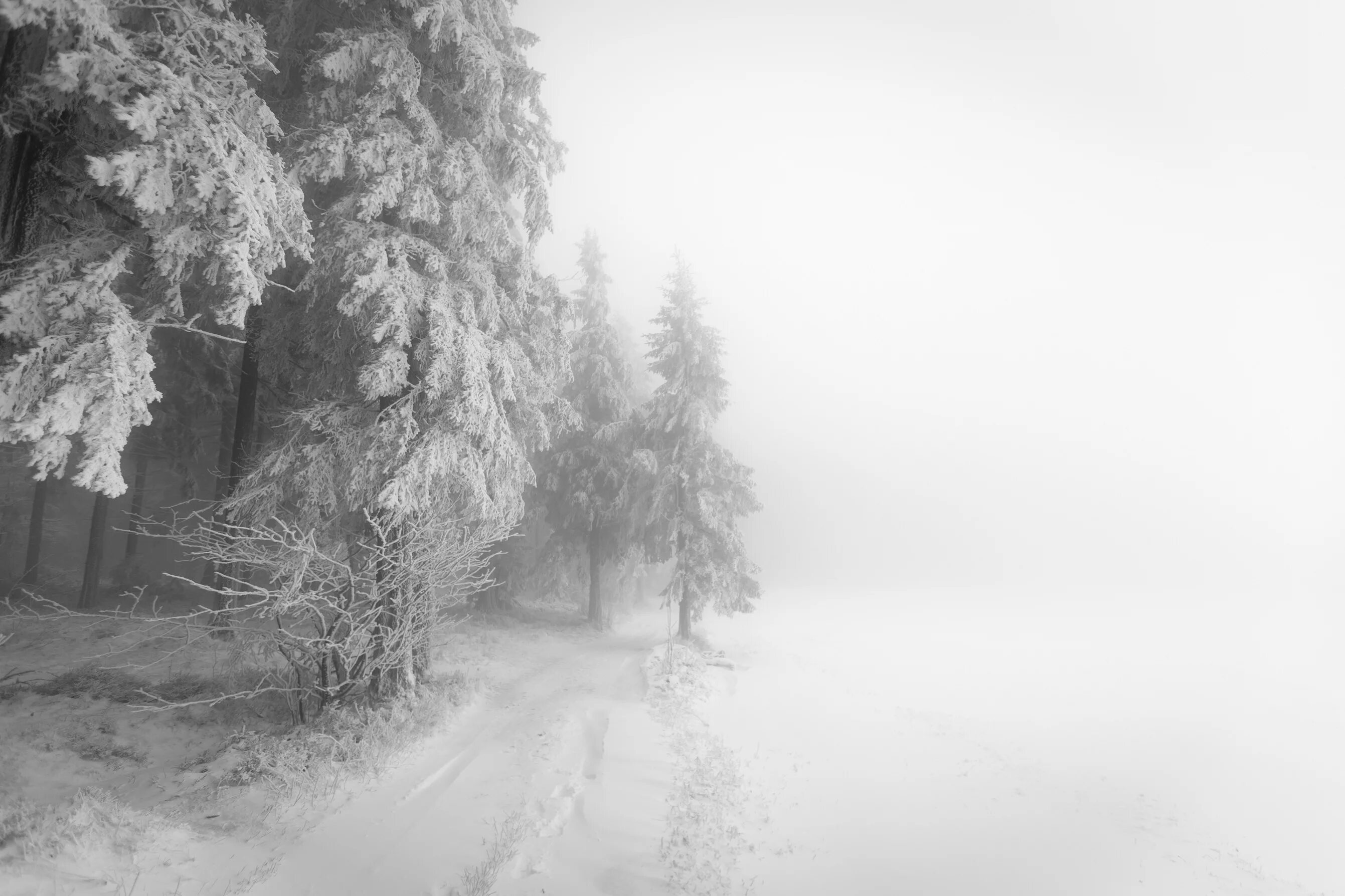 Метель. Зимний лес в тумане. Мрачный зимний пейзаж. Серый зимний пейзаж. Сугроб сугробы туман