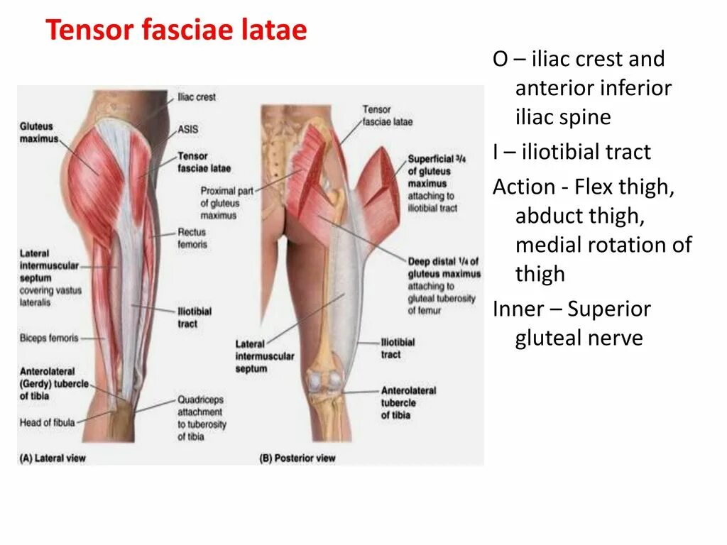 Фасция латынь. M. tensor fasciae latae мышца. m tensor fasciae latae начало. фасция latae. musculus tensor fasciae latae.