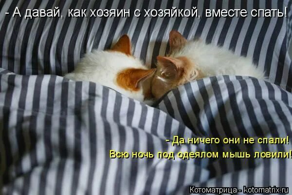 8 августа день котиков фото. Васька приколы. Кто шуршит. Кто там шуршит я. Кто там шуршит я.