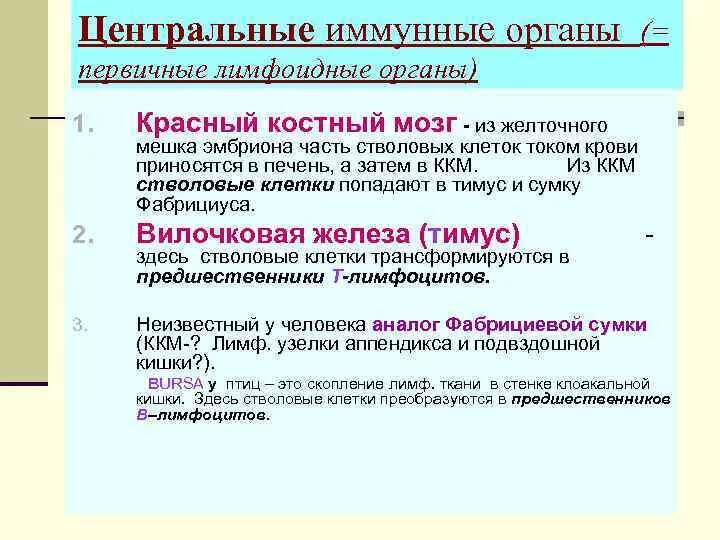 Вторичные органы иммунной системы. Первичные органы иммунной системы. Первичные и вторичные органы иммунной системы. Первичные органы лимфоидной системы. Иммунный центр