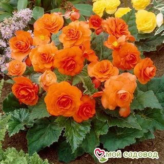 Бегония orange