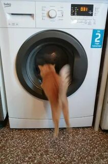 День стиральной машины
