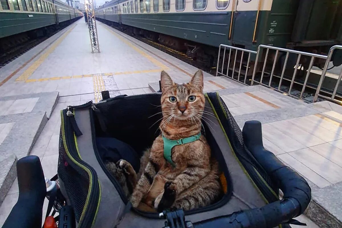 Cat bike. Кот на велосипеде. Коты дорогие. Путешествие с кошкой на велосипеде. Кот путешественник на велосипеде.