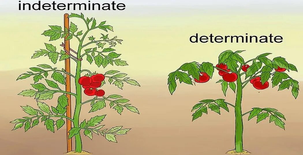 Что значит индетерминантный сорт томатов и детерминантный. Пасынкование детерминантных томатов. Пасынкование помидор детерминантных сортов. Томаты детерминантные и индетерминантные. Детерминантный куст.