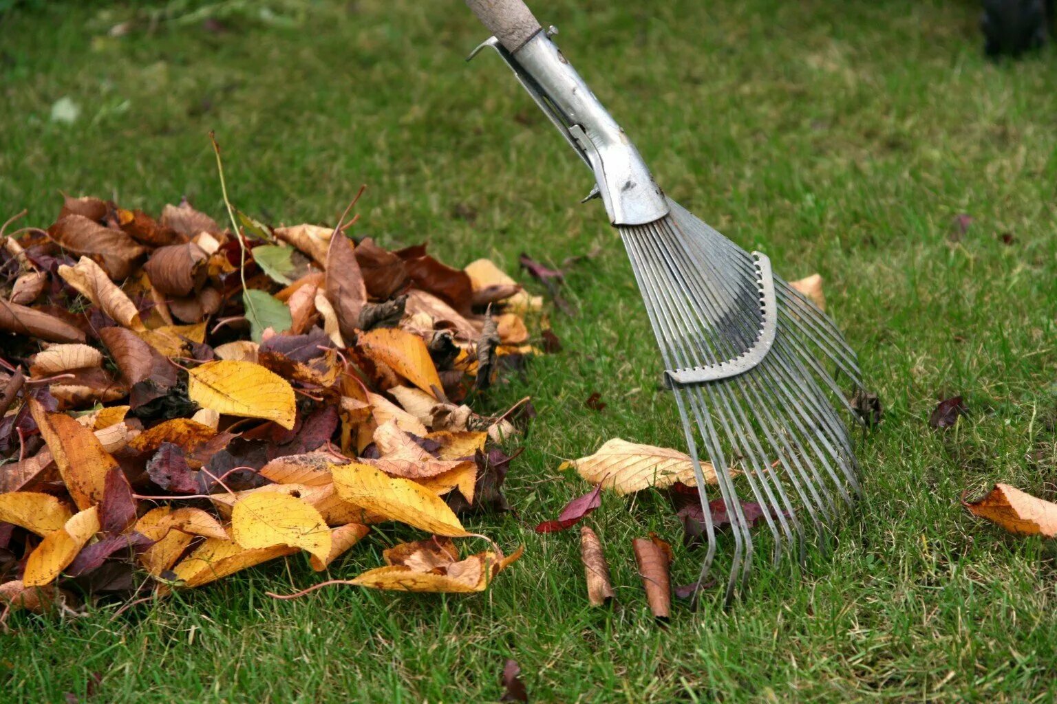 Нужно ли убирать листву. Инструменты для уборки листьев. Уборка территории. Уборка листьев. Уборка территории от листвы.